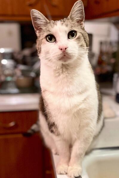 Best treats for diabetic cats discount